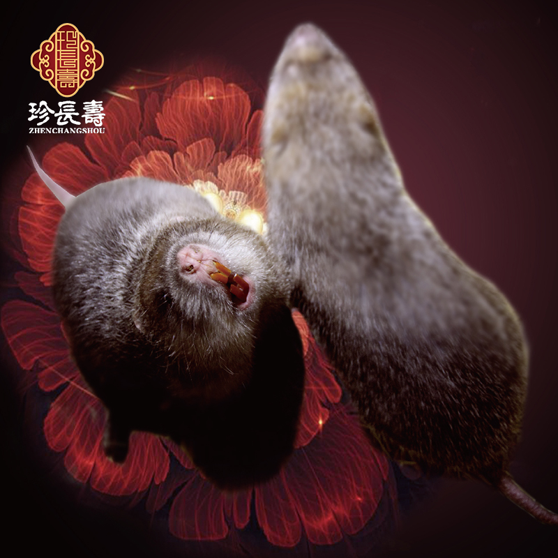 【有機認證】只吃竹子，不是鼠的“鼠”（長(cháng)生淀基地年產(chǎn)10萬(wàn)只）